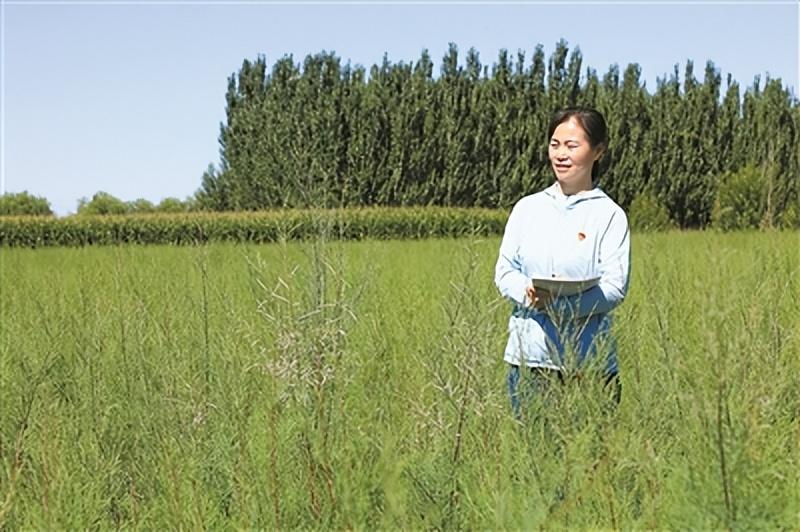 武威红柳广告最新动态，新时代广告风采探索