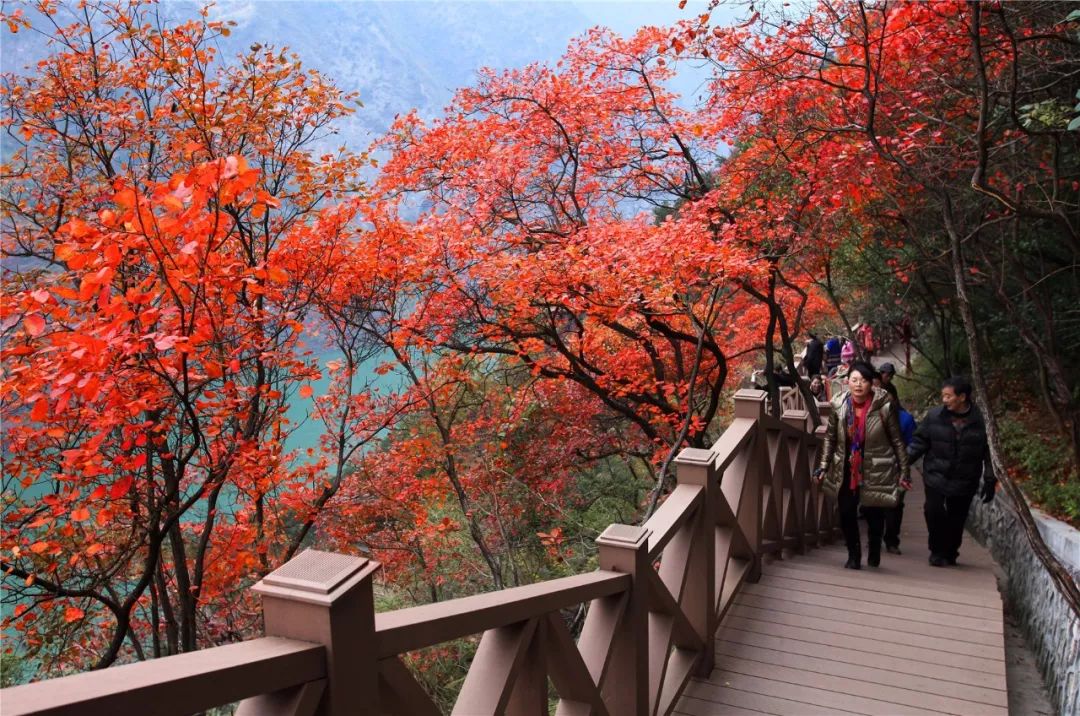 巫山红叶，季节变换引发旅游热潮的最新动态