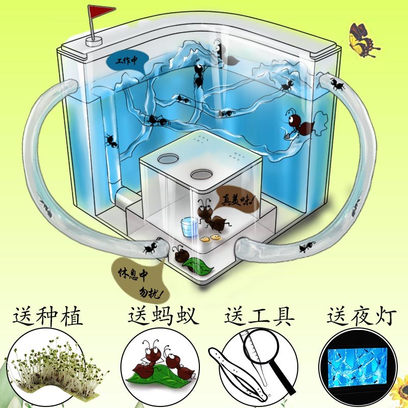 微观世界的奇妙探索，最新蚂蚁城堡揭秘