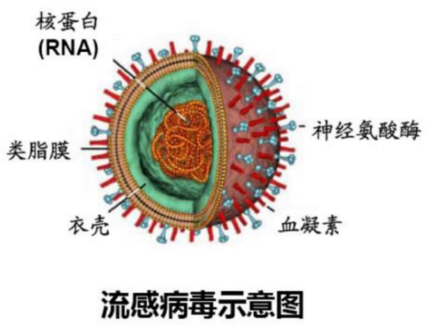 全球病毒高峰挑战，应对策略揭秘