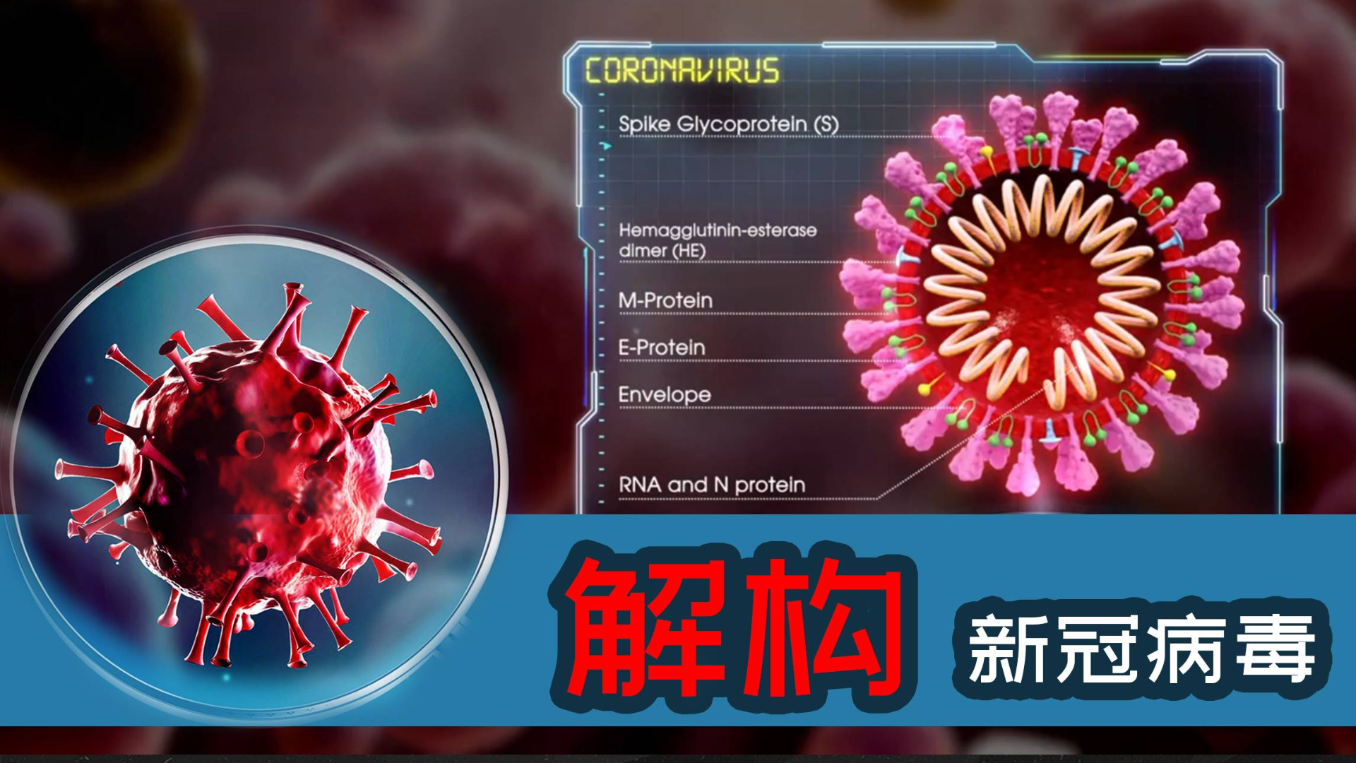 冠型病毒最新动态及全球应对策略综述