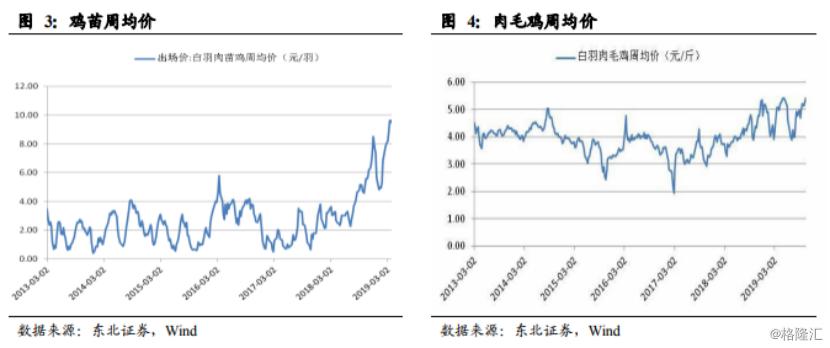 鸡苗最新价格动态，市场趋势、影响因素及未来展望分析