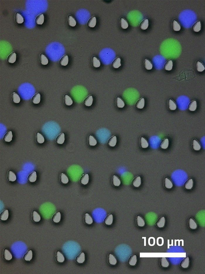 最新细胞融合技术引领生命科学新纪元