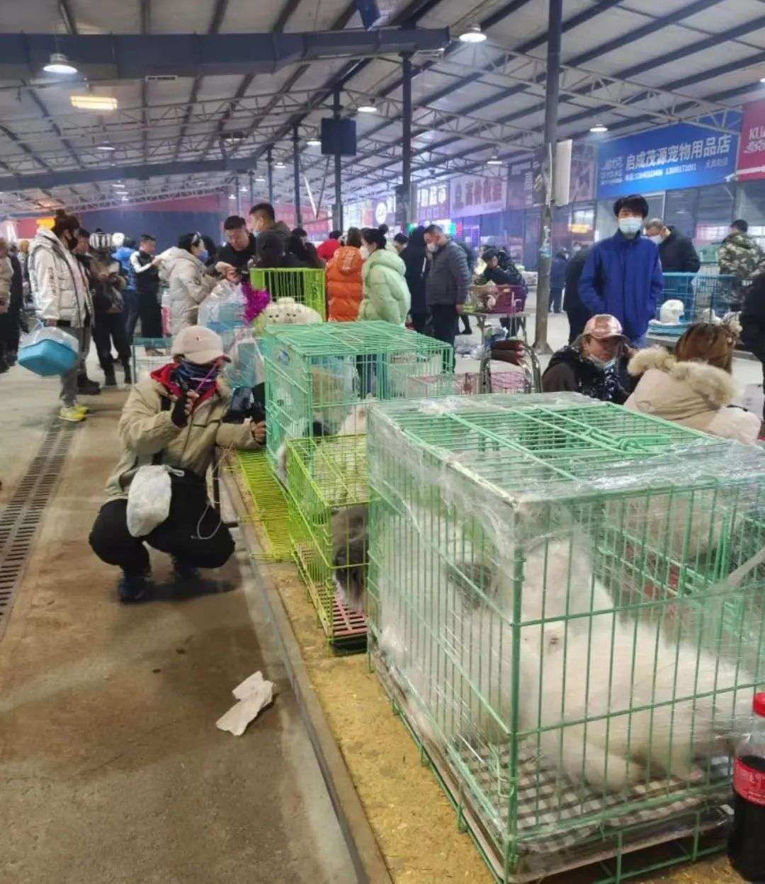 沈阳宠物市场，繁荣与发展态势