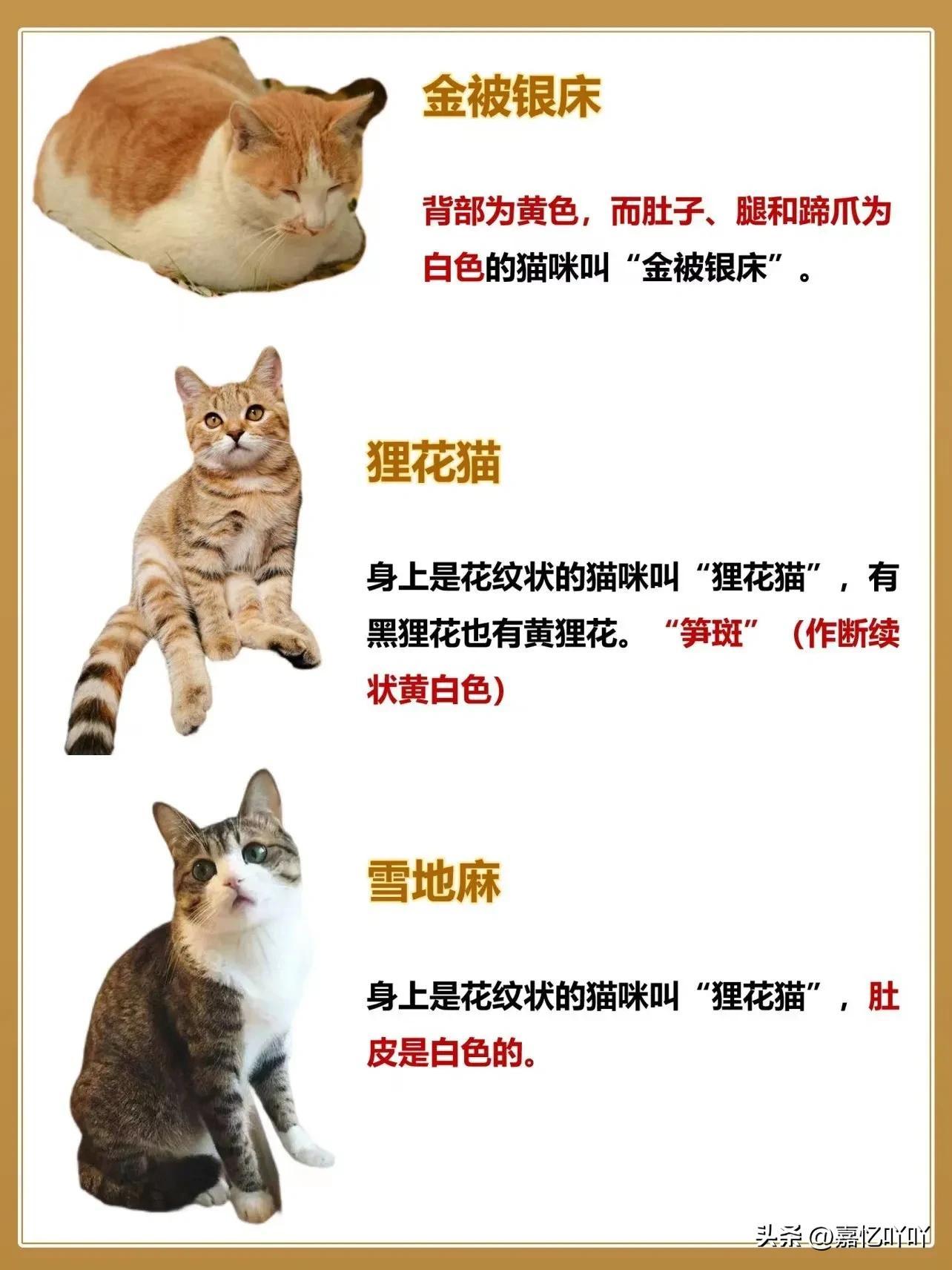 猫咪脸型变化揭秘，猫科动物的神秘魅力探索