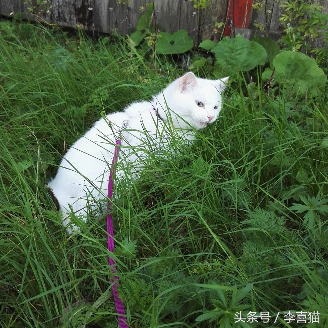 猫咪吃草不吐，解读与理解猫咪的自然行为