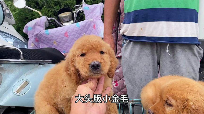 宠物犬品种与价格详解，选择指南