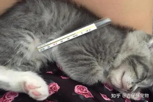 宠物猫体温测量指南，正确方法及注意事项