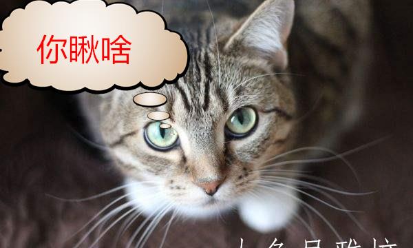 猫咪眼球穿刺，理解与应对策略