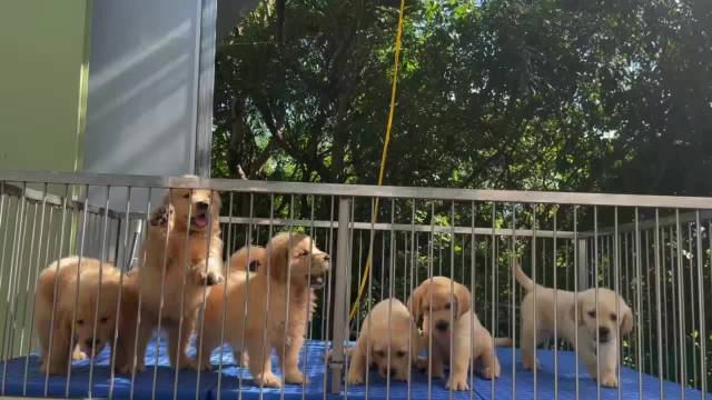 深圳宠物市场，繁华的宠物销售景象