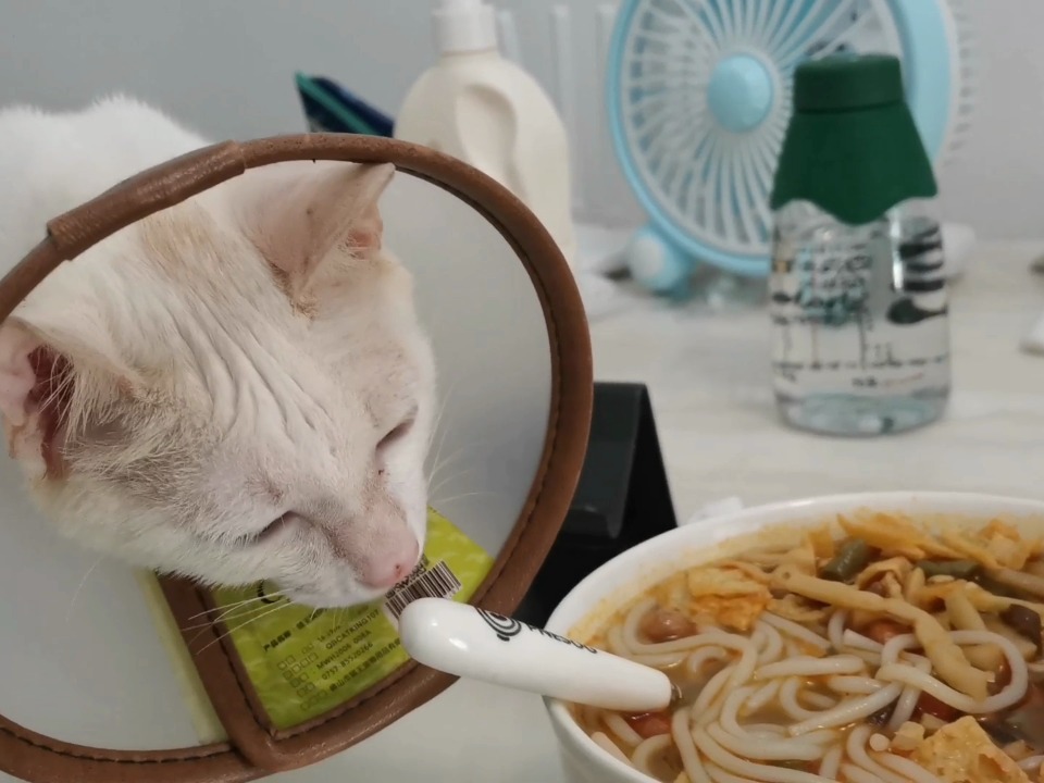 猫咪饮食指南，米粉是否适合猫咪？关于猫咪饮食的探讨