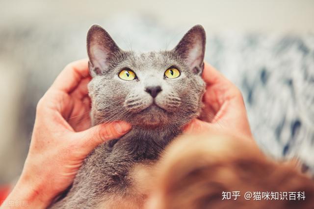 猫咪健康状况的判断指南