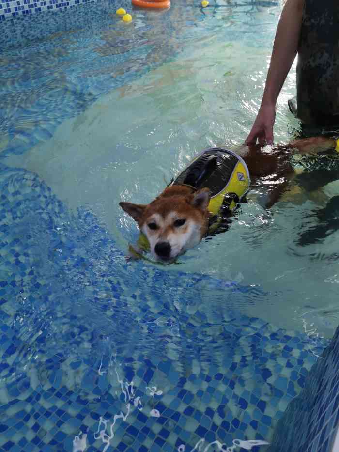 探寻最佳宠物游泳场所——宠物游泳馆指南