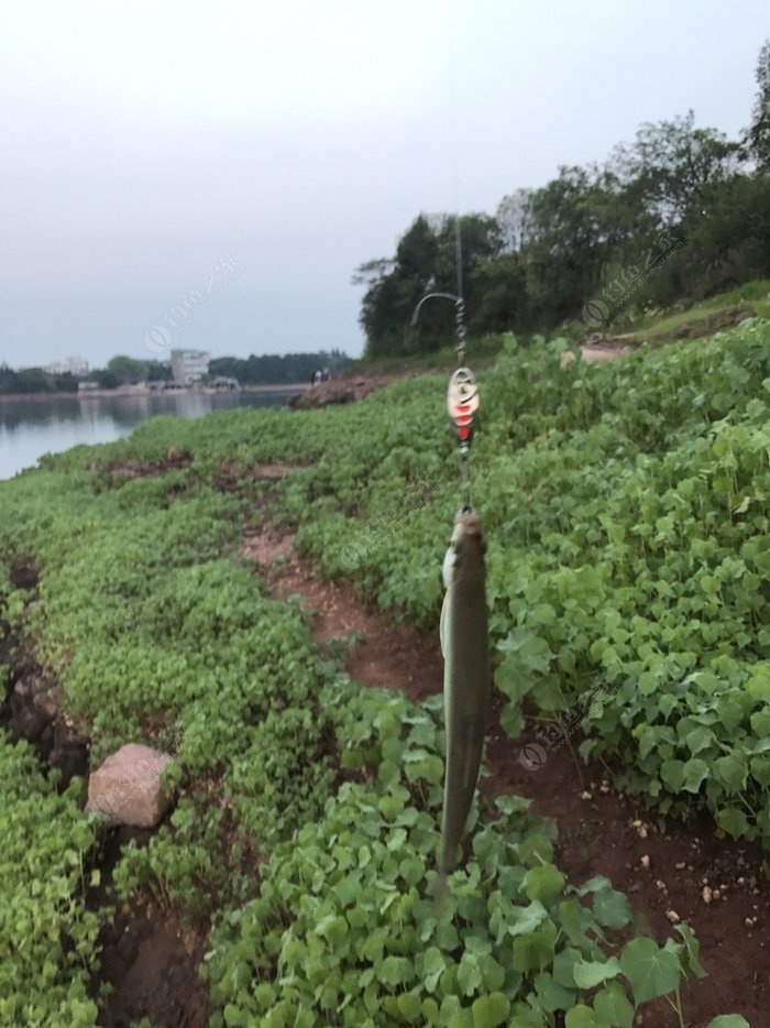 泸州路亚的天堂，中国最佳路亚钓鱼地点探索