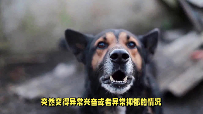 狗狗狂犬病发病症状与应对措施指南