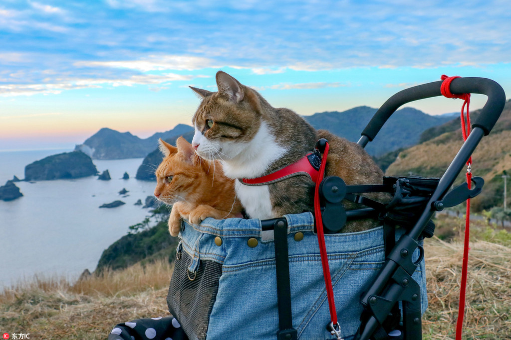 带猫咪旅行，独特的体验之旅