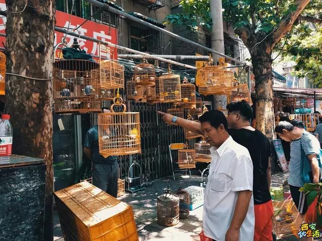 西安宠物市场繁荣背后的多维透视