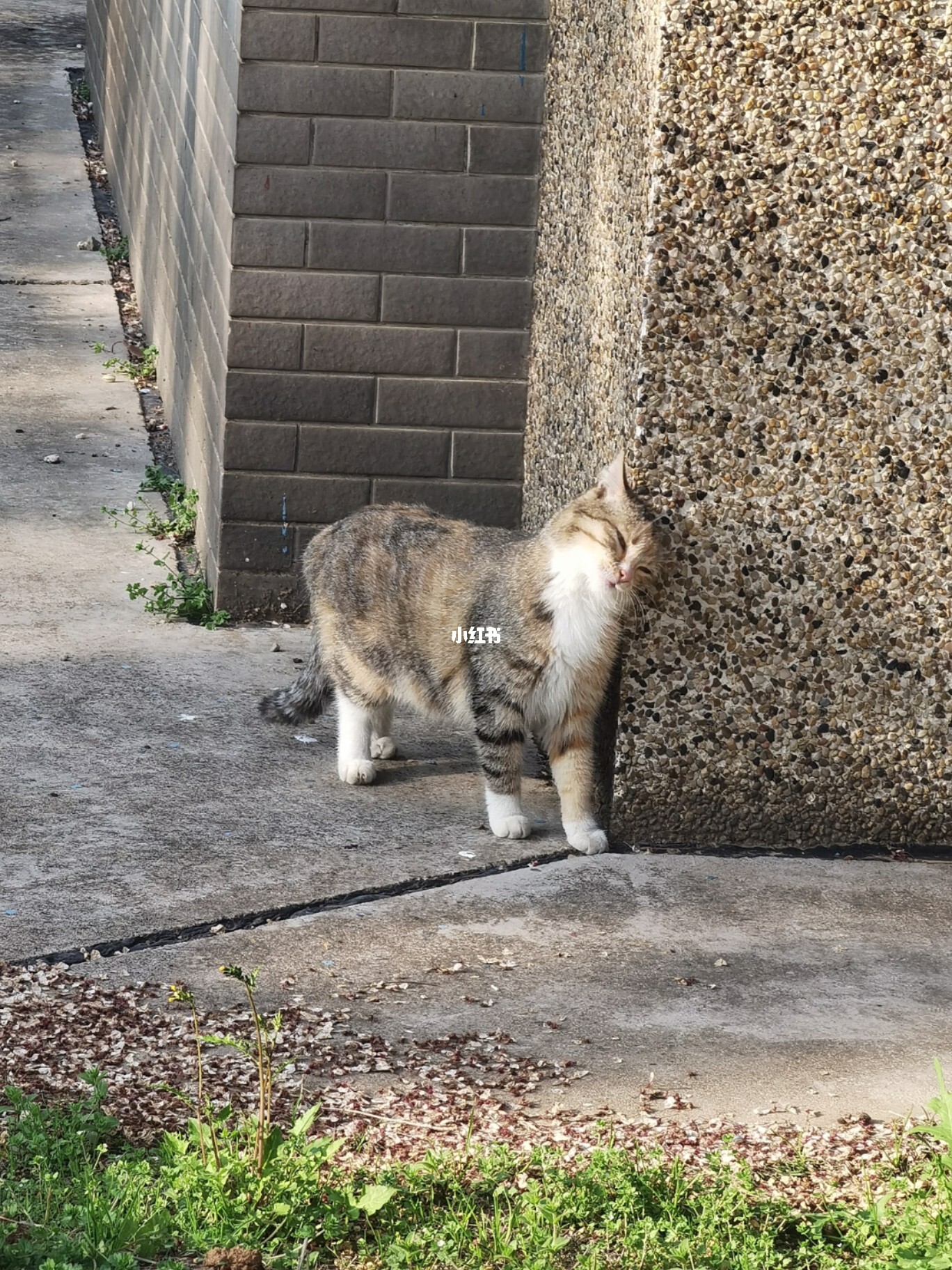 猫咪墙角独特互动与情感表达之道