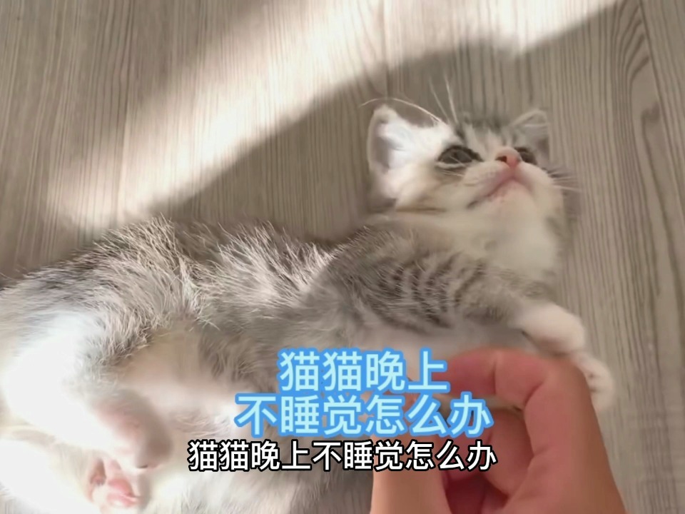 猫咪夜里不睡觉怎么办？全方位解析与应对策略