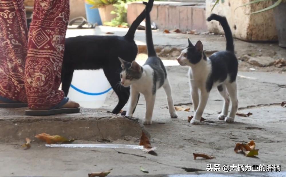 猫咪不吃成猫粮，原因、影响及应对策略