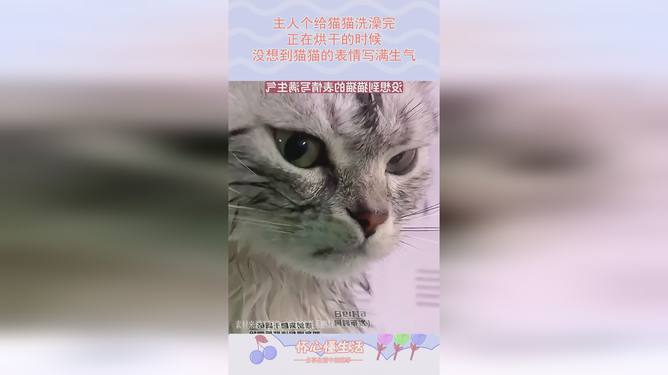 猫咪洗澡后如何正确烘干，细致指南