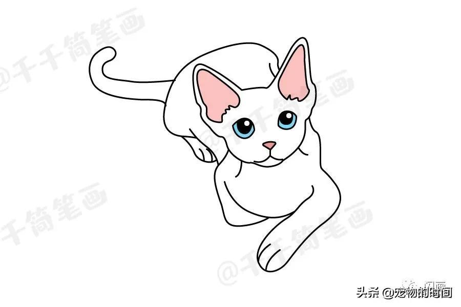 宠物猫百科，图片欣赏、知识分享大全