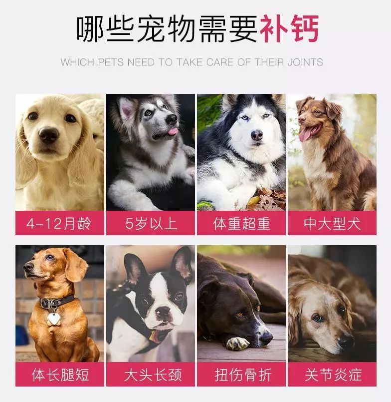 宠物犬补钙，重要性及正确方法指南